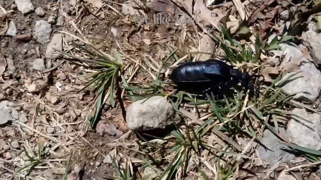 ТЕКЕЛИ. ЖУК МАЙКА ОБЫКНОВЕННАЯ смотреть онлайн