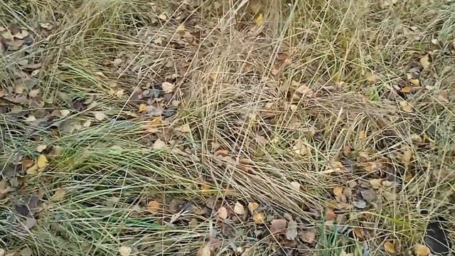 Не-последние грибы осени 2022 смотреть онлайн