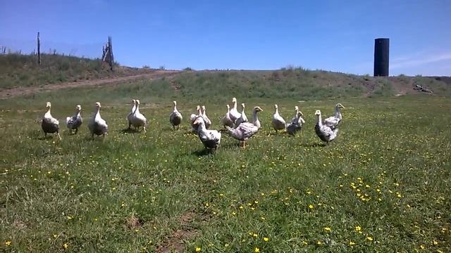 Чувак чётко построил гусей смотреть онлайн