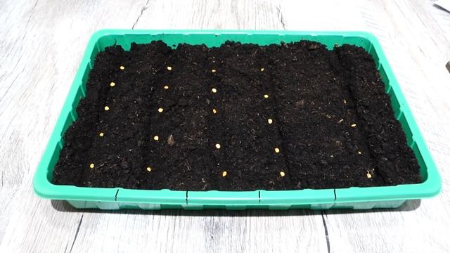 ПЕРЦЫ ВЗОЙДУТ КАК ПО БУДИЛЬНИКУ ПРИ ТАКОМ ПОСЕВЕ СЕМЯН НА РАССАДУ смотреть онлайн