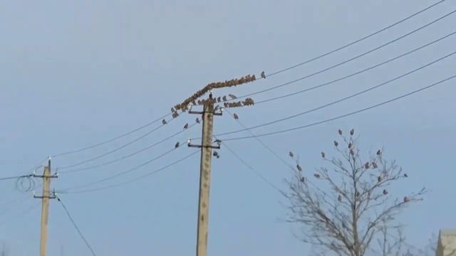 № 2121 10 04 2022 Свиристели смотреть онлайн