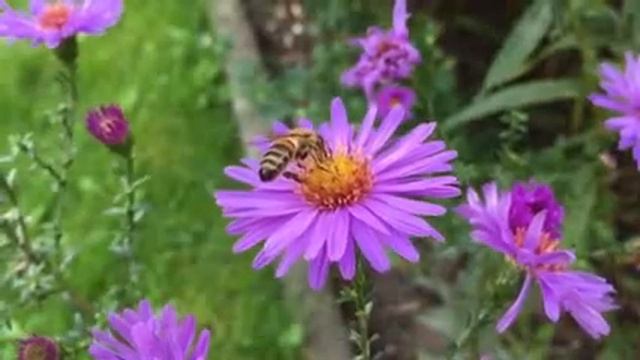 Beautiful Piano Music, Vol. 3 ~ Relaxing Music for Studying, Sleep or Relaxation, Soothing, Flute, смотреть онлайн