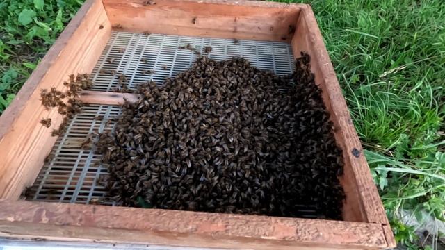 Рой разделился на две части смотреть онлайн