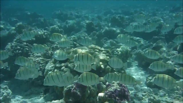 Snorkeling Christmas Island, Kiribati. Black Surgeonfish, Yellow Snapper, Convict Tang fish смотреть онлайн