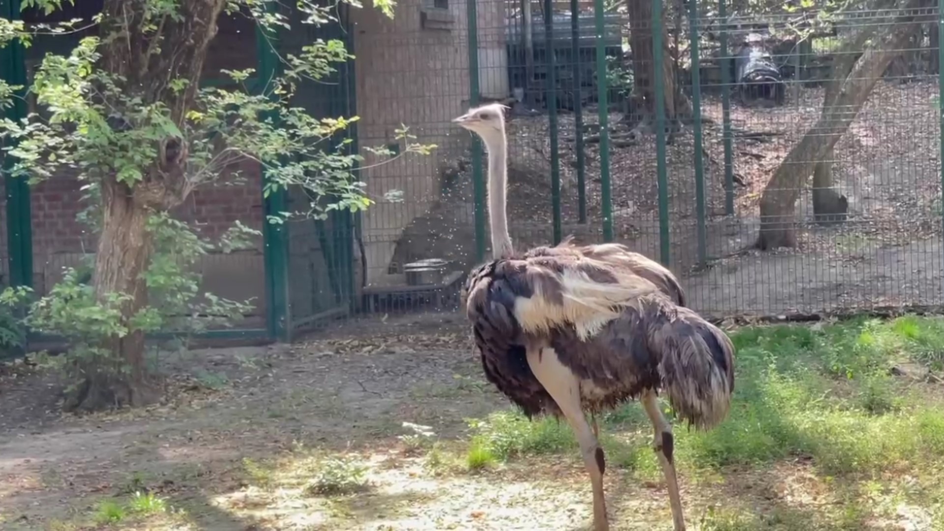 Страус Максим - новый житель зоопарка смотреть онлайн