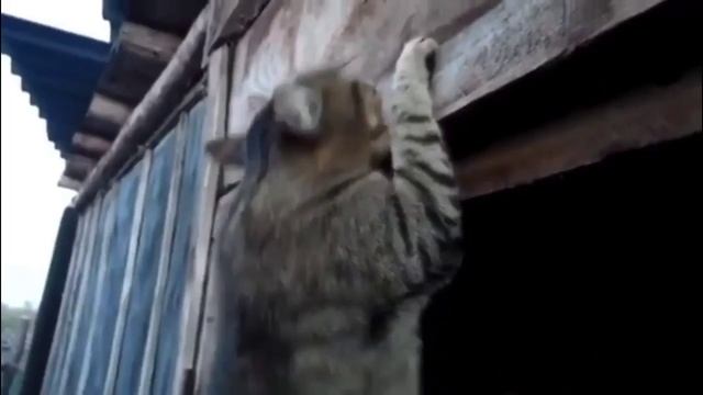 на спорте?? смотреть онлайн