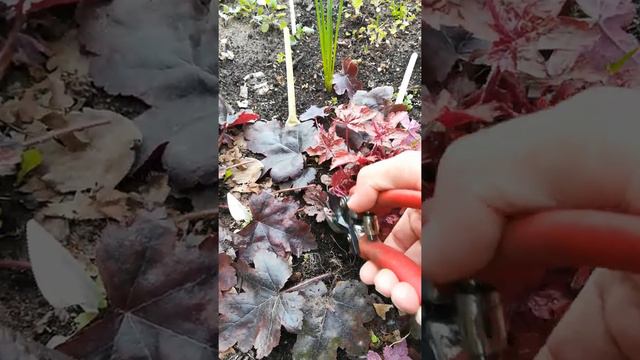 ГЕЙХЕРЫ/ обрезка весной