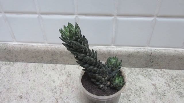 #Suculentadodia! | Haworthia Coarctata смотреть онлайн