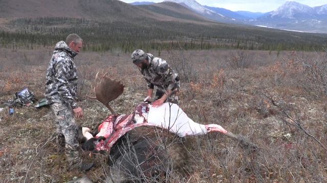 How To Butcher a Moose, Veteran Alaskan Hunting Guide offers Comprehensive Tutorial, Tips Tricks смотреть онлайн
