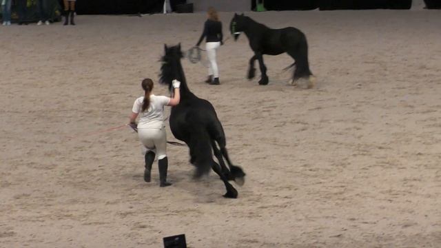 ФРИЗ на выставке #ИППОсфера 2019 / Фризская порода лошадей / Международная конная выставка /Лошади смотреть онлайн