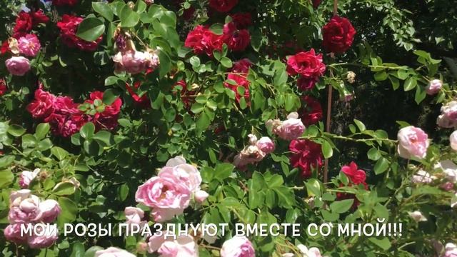 55 ЛЕТ - МОЙ ПРАЗДНИК ! МИЛЛИОН ЧУВСТВ... смотреть онлайн