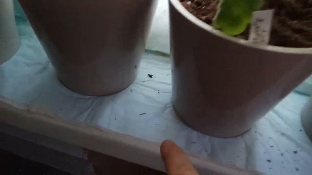 Полив пеларгоний в осенне-зимний период...без фанатизма. смотреть онлайн