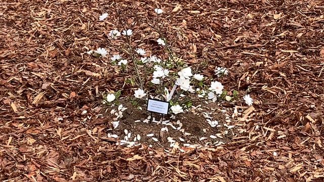 Магнолии школы садоводства, 🌱🌷Räpina aianduskool. смотреть онлайн