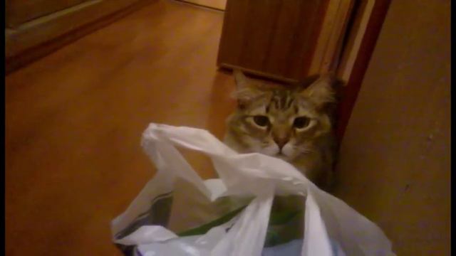 Первая встреча  Злючка Толстун , забавное видео