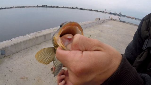 Fishing the Gulp Sand Worm For Spotted Bay Bass! смотреть онлайн