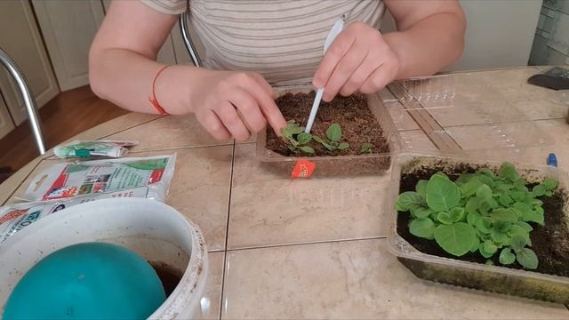 как я пикирую сеянцы глоксиний. посев 24.04.2021.---первая пикировка 8.06.2021год. смотреть онлайн