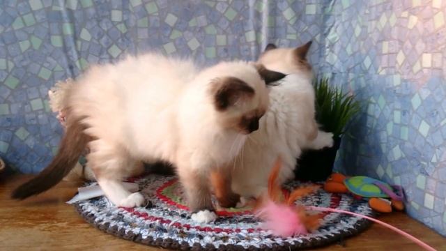 Мiss Lamington и Pishmanie смотреть онлайн