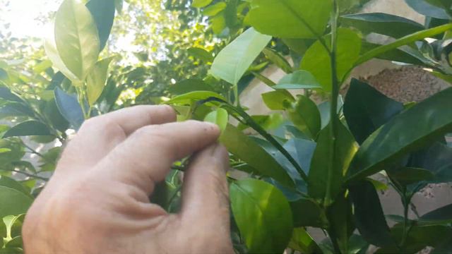 Апельсины после реанимации приходят всебя. Но появились новые проблемы в виде клопов. смотреть онлайн