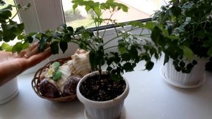 Радермахера. Обзор. [Надежда и мир]