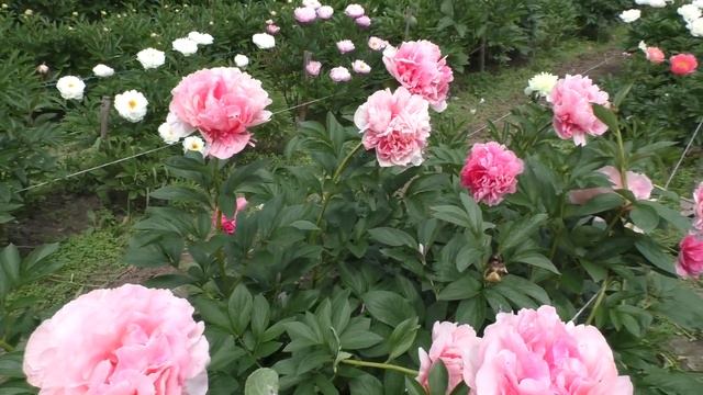 пион Glowing Raspberry Rose смотреть онлайн