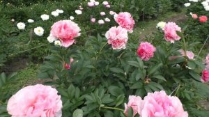 пион Glowing Raspberry Rose