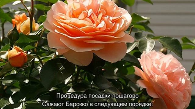 Роза Барок (Barock) — описание немецкого сорта смотреть онлайн