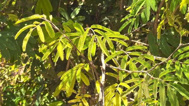 Test 4K HDR10+ | Samsung Galaxy S23 FE ✅ смотреть онлайн