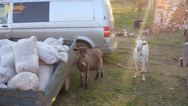Разговорчивые козочки смотреть онлайн