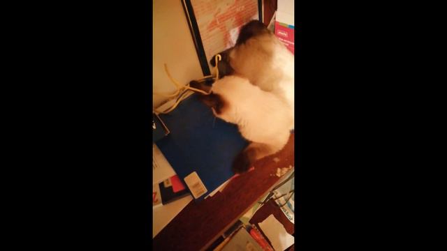 Мой котёнок (кошка), устроила бардак в шкафчике! смотреть онлайн