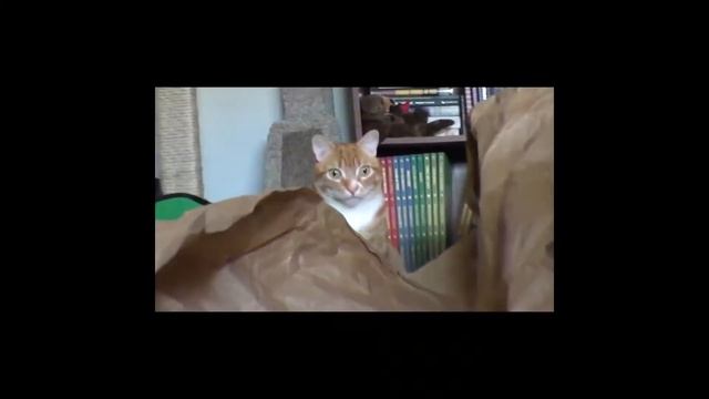 Superbe Jouet pour Chats 2017, Paw Spinner смотреть онлайн