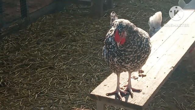 Всё для них. Куриное утро. #курица #куры #цыплята #яйцо #курятник #петух смотреть онлайн