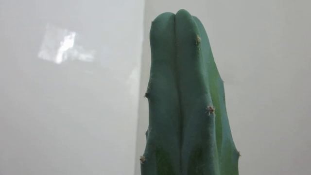 Myrtillocactus geometrizans - Blue Candle - Bilberry Cactus смотреть онлайн