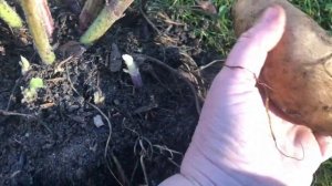 Якон - вырашивание, хранение, размножение, вкус