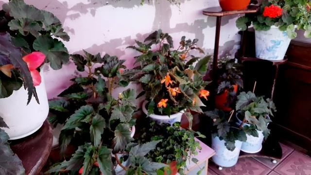 ЧТОБЫ ПОЛЮБОВАТЬСЯ МОИМ ДВОРИКОМ, ЛЮБИТЕЛИ ЦВЕТОВ ПРИЕЗЖАЮТ С СОСЕДНИХ ДЕРЕВЕНЬ.ПРИГЛАШАЮ НА ОБЗОР смотреть онлайн