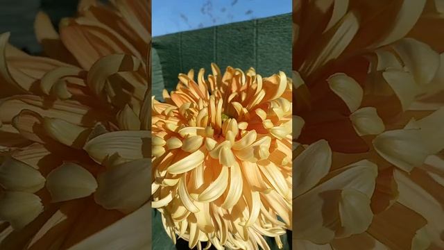 Хризантема 20 см! Bronze Giganitic крупноцветковая хризантема №71 смотреть онлайн