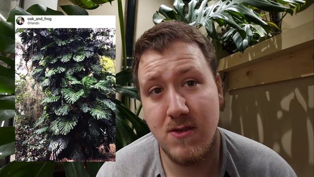 Monstera Deliciosa | Guide d'Entretien | Complications et Introduction de Nouveautés! смотреть онлайн