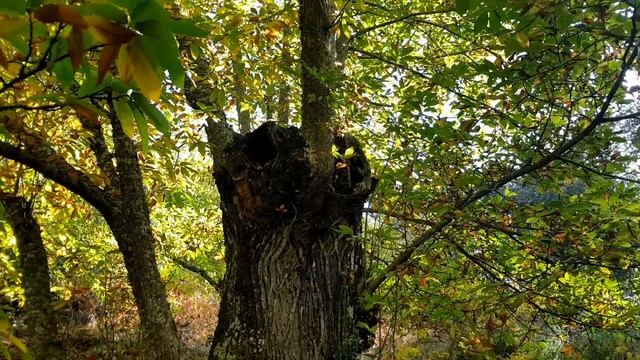 Каштан , в лесу и на столе. Каштан посевной или съедобный каштан