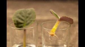 ФИАЛКА или СЕНПОЛИЯ  от А до Я. Мои комнатные цветы. Часть 11.