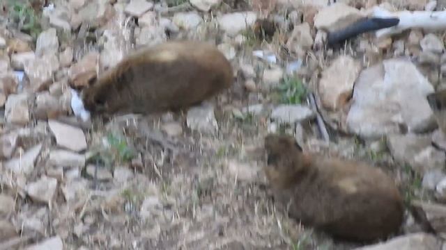 Израильский заповедник: даманы (шафаны) в Нешере. смотреть онлайн