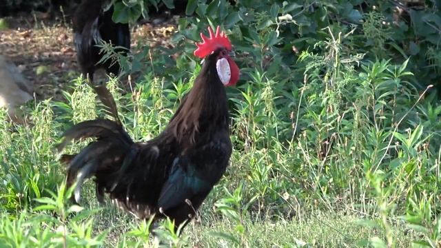 Minorca Roosters