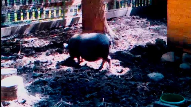 Приехал в Тулу Зоопарк смотреть онлайн