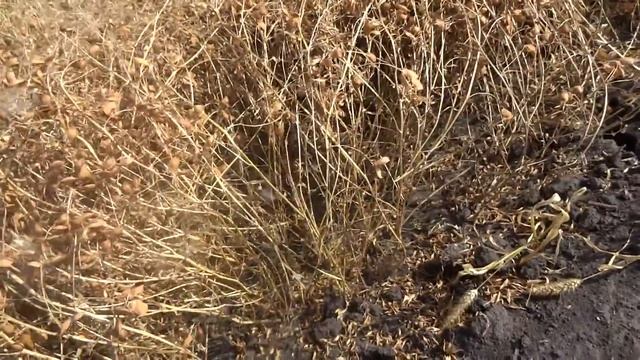 Чечевица красная, сорт CDC Redcliff (Lentils, CDC Redcliff )(21.08.17). смотреть онлайн