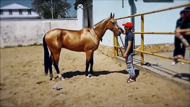 САМЫЕ ЭКЗОТИЧЕСКИЕ И КРАСИВЫЕ ПОРОДЫ ЛОШАДЕЙ В МИРЕ! смотреть онлайн