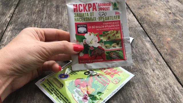 Сохнут ветки на хвойных растениях? И на рододендроне! Насекомые вредители ? Скорая помощь ? смотреть онлайн