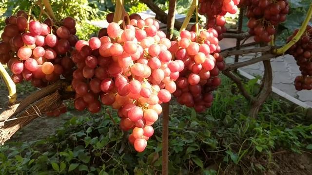 Виноград " Сиреневый туман " смотреть онлайн