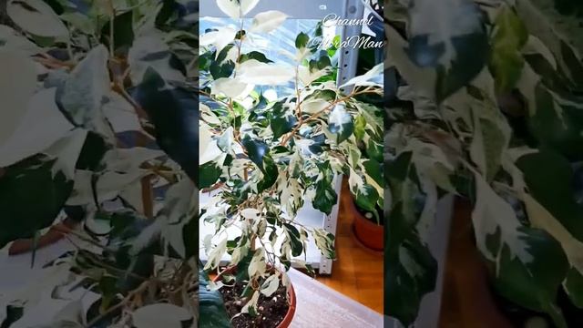 Фикус Бенджамина КЁРЛИ смотреть онлайн