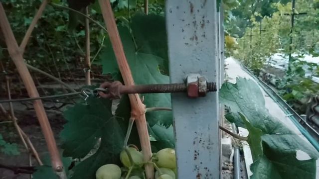 Натяжители для винограда смотреть онлайн
