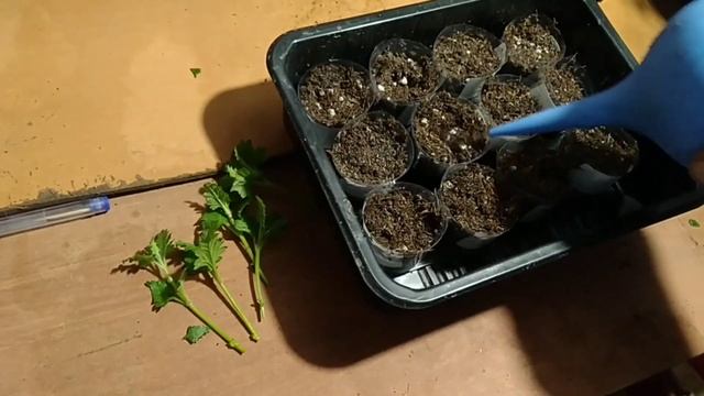 ВЕРБЕНА ВЕГЕТАТИВНАЯ ЧЕРЕНКОВАНИЕ ОСЕНЬЮ.КАК СОХРАНИТЬ ВЕРБЕНУ В ЗИМУ? ? смотреть онлайн
