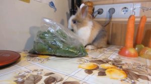 КАК РОСЛА КРОЛЯ БАФФИ ! Кот Малыш и Кошка Мурка! Приколы С КОТАМИ И КРОЛИКОМ БАФФИ! Смешные коты