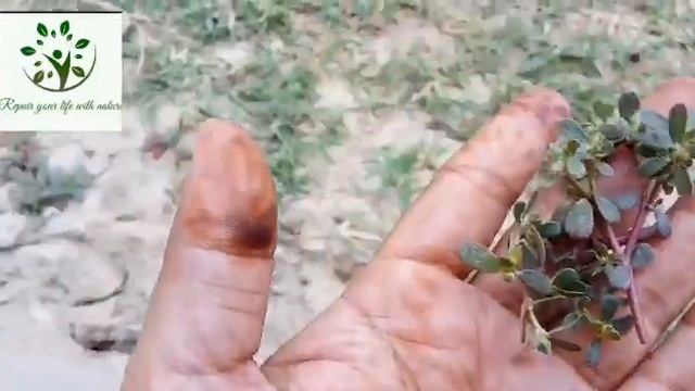 Ep 38||how To Use Purslane (portulaca Oleracea)as A Best Fertilizer For Plant In Summer||(कुळफा शाक